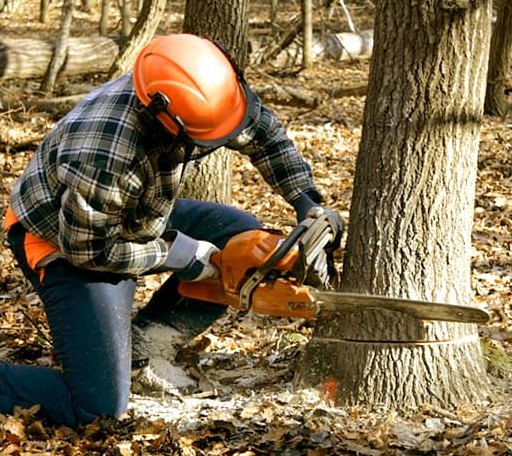 Tree Removal in Willis, TX